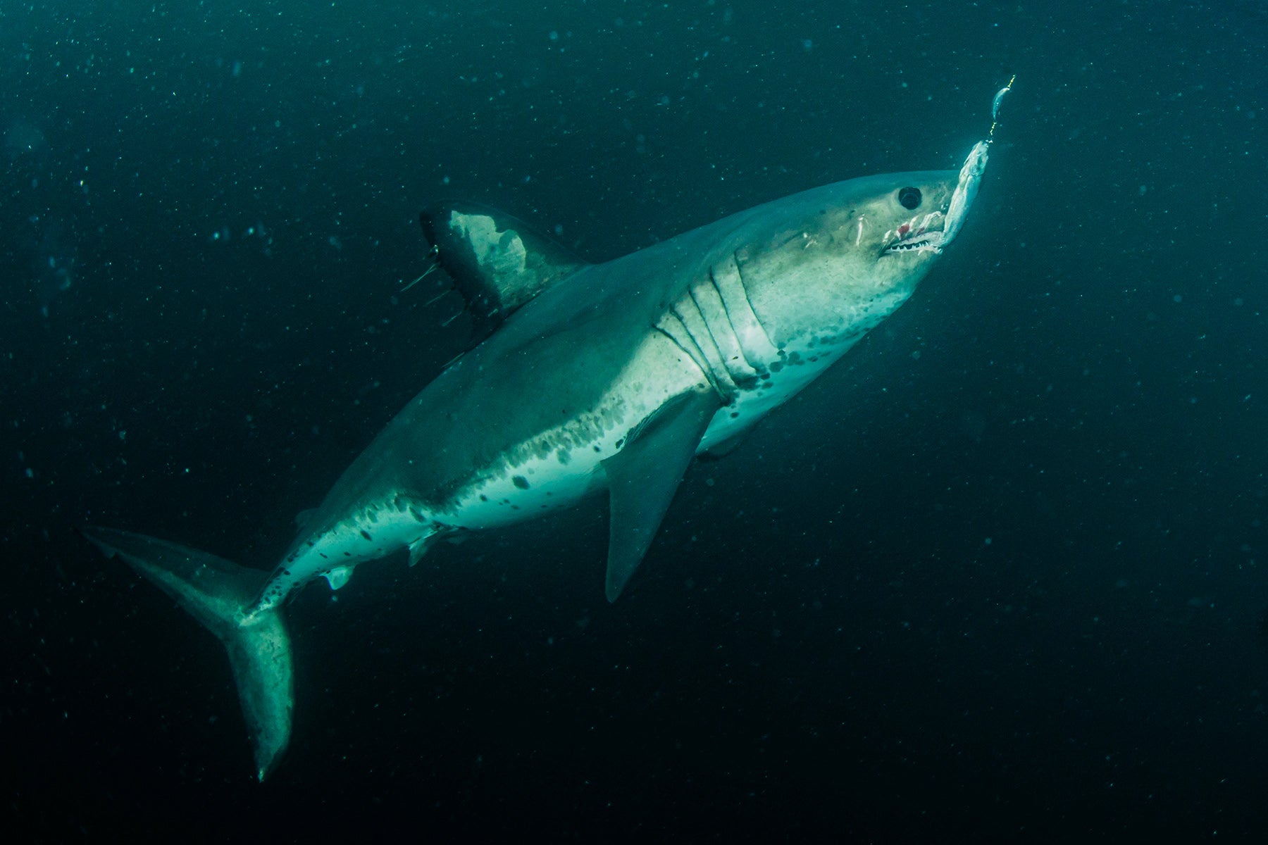 salmon shark 2