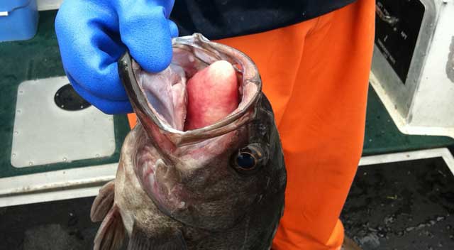 barotraumatized rockfish
