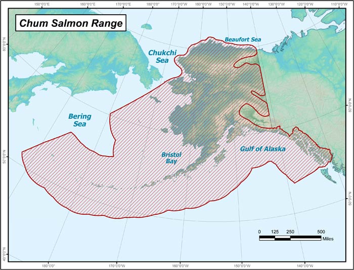 chumsalmon largemap