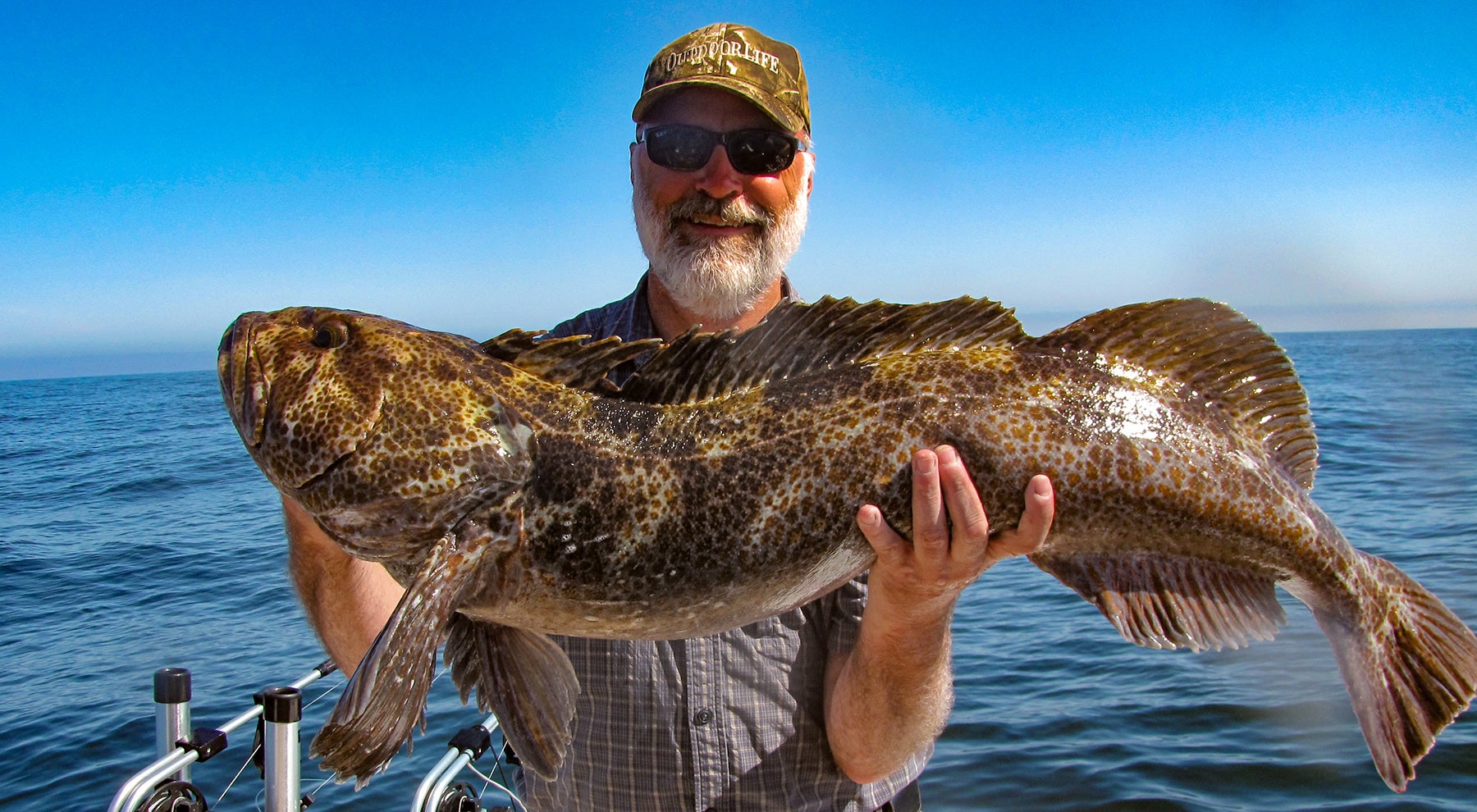 kodiak lingcod