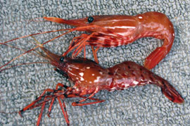 Coonstripe shrimp and sidestripe shrimp comparision