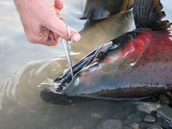Pre-spawning silver caught on fly tackle in a south-central Alaska stream