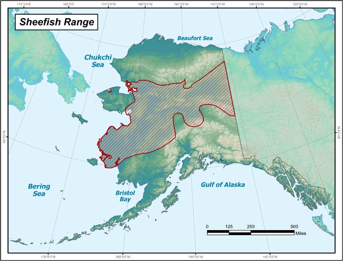 sheefish largemap