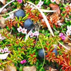 Alpine crowberries