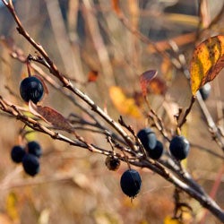 Alpine huckleberries