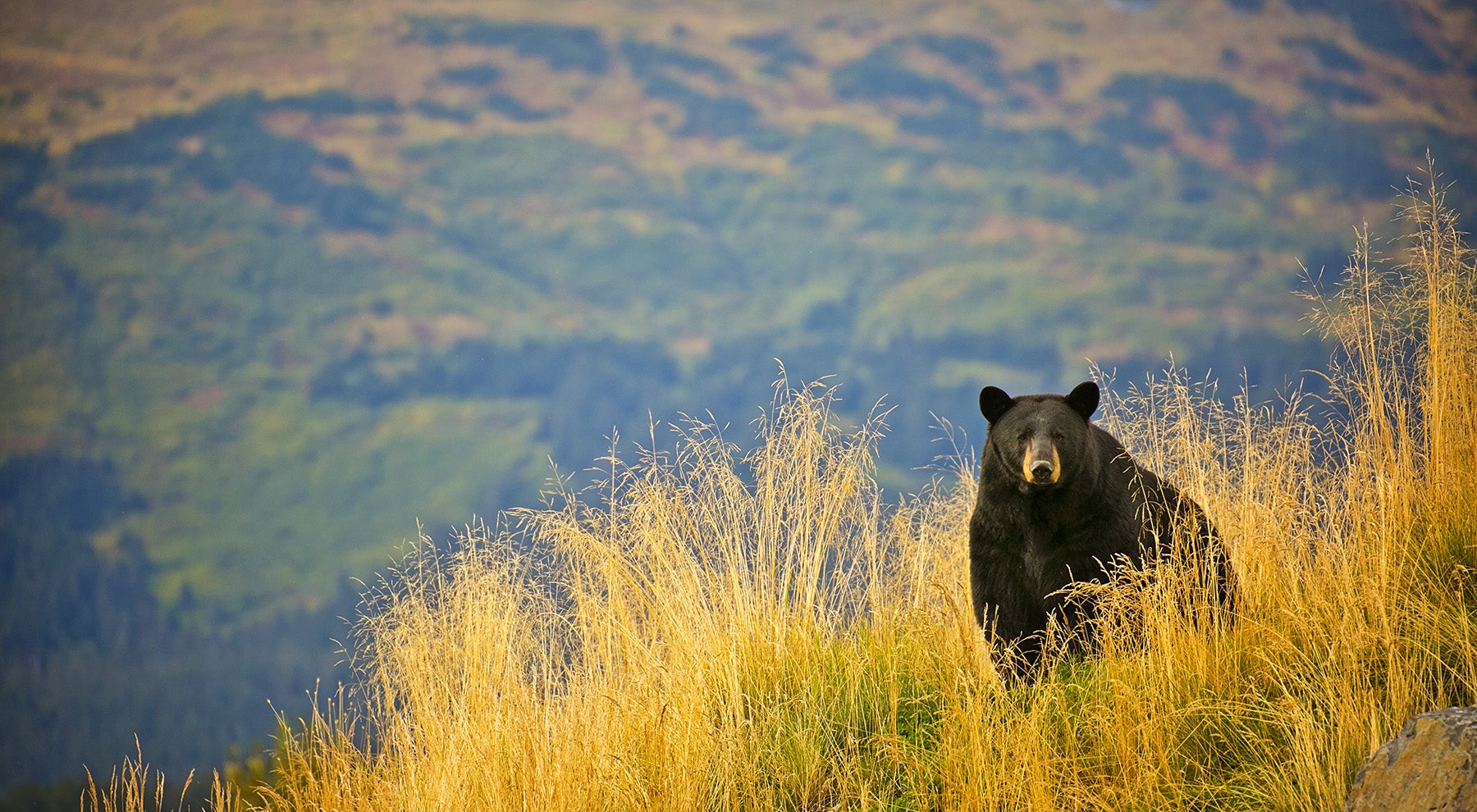 Black bear hillside