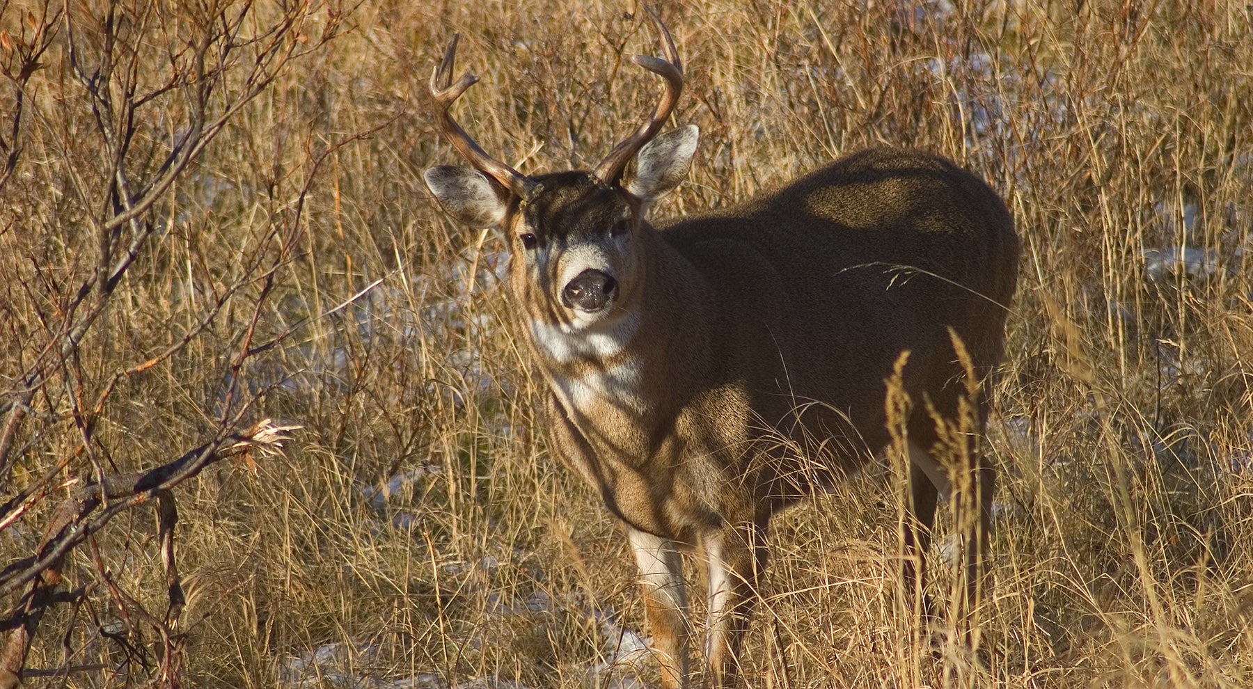 blacktail buck