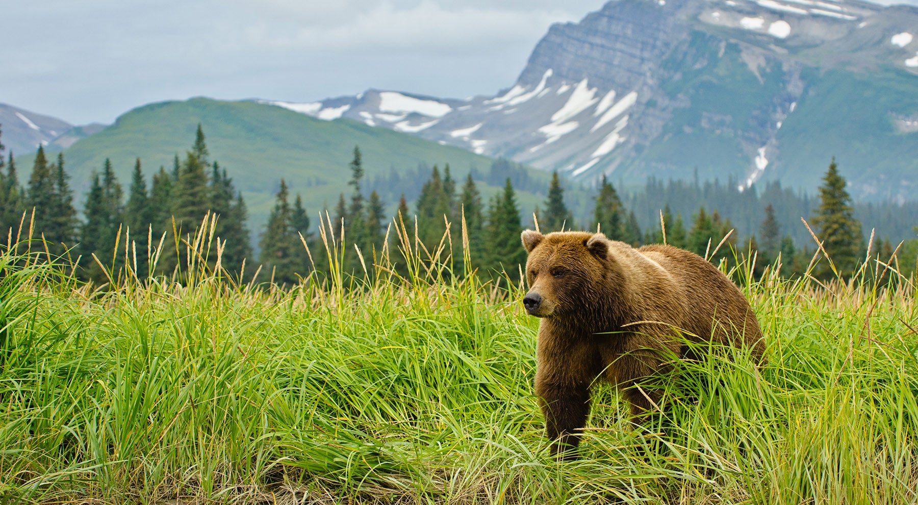 Bear In Alaska Shot