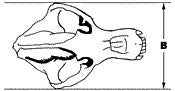 Brown bear skull measurement 2