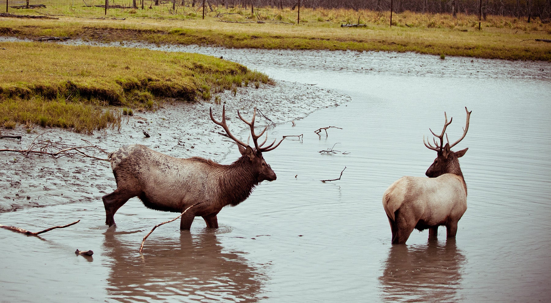 bull elk