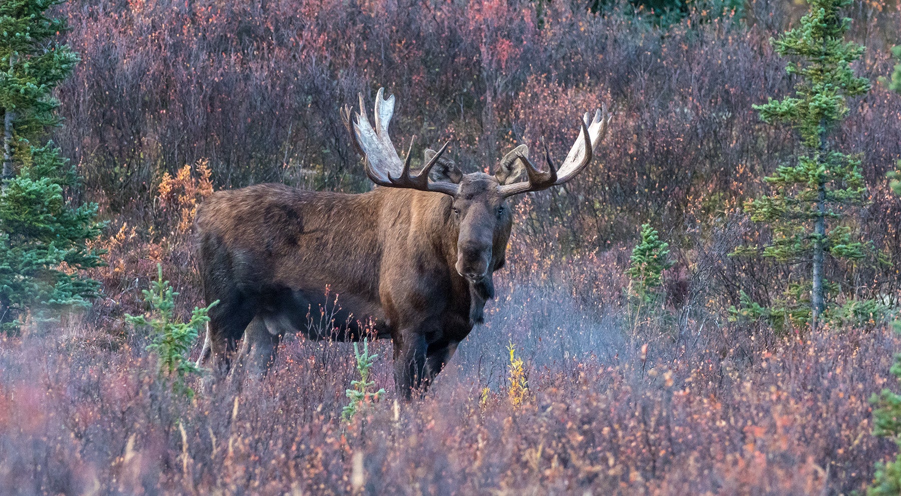 bull moose