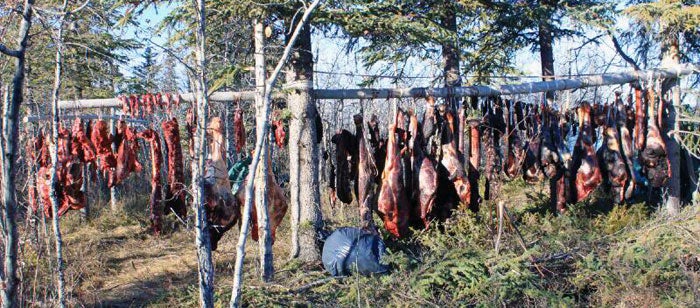 Three bull moose hanging on a meat pole on a remote Alaska float hunting trip