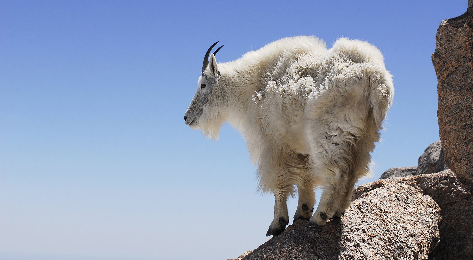 Alaska Mountain Goat Savings