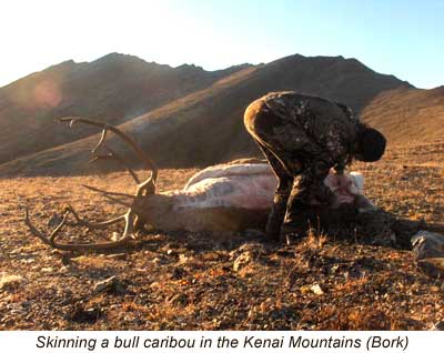 kenai mountains caribou bull