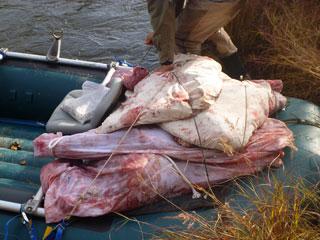 Moose meat loaded into a raft