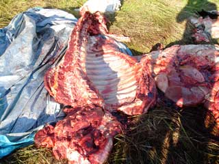 Moose meat at the kill site