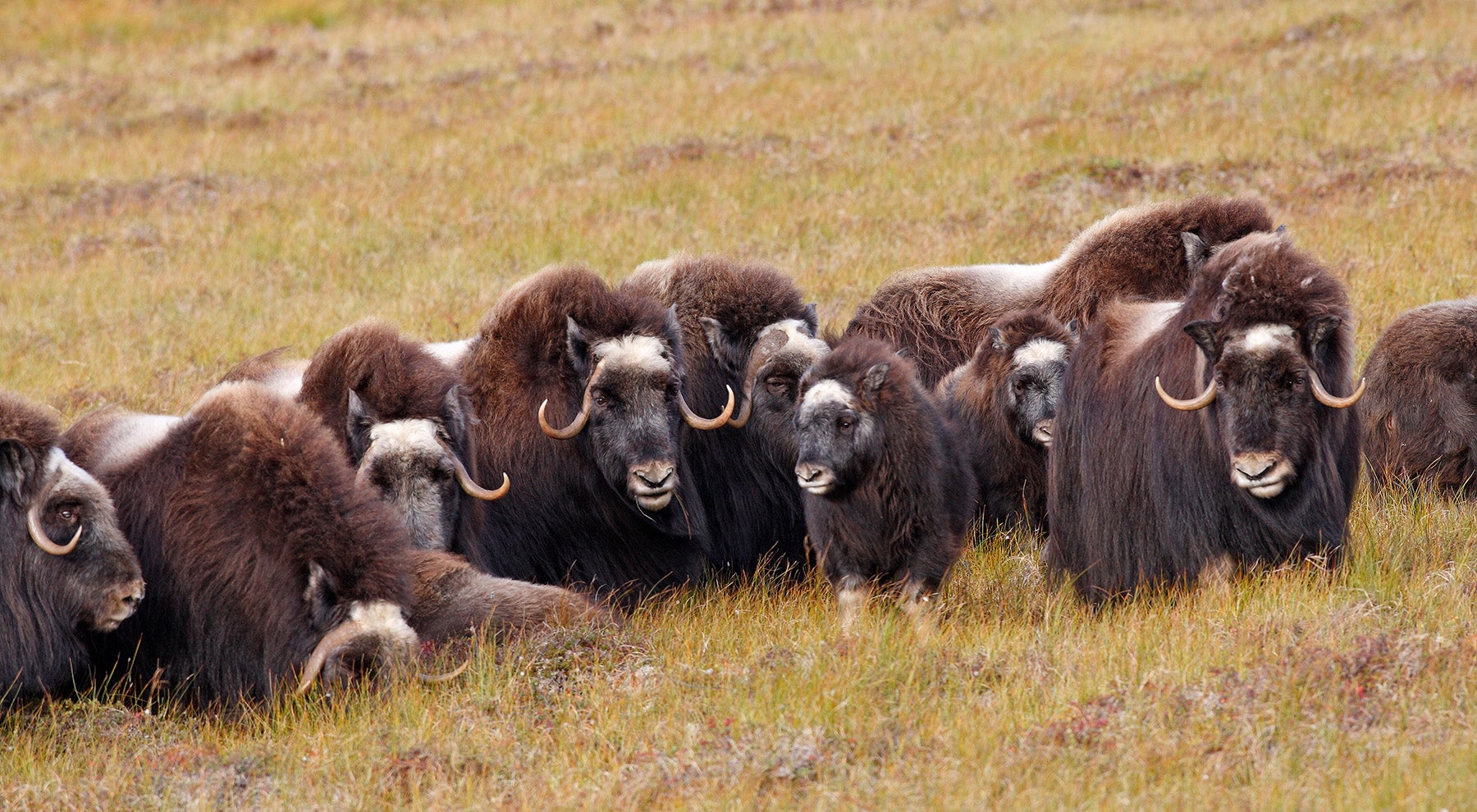 muskoxen herd