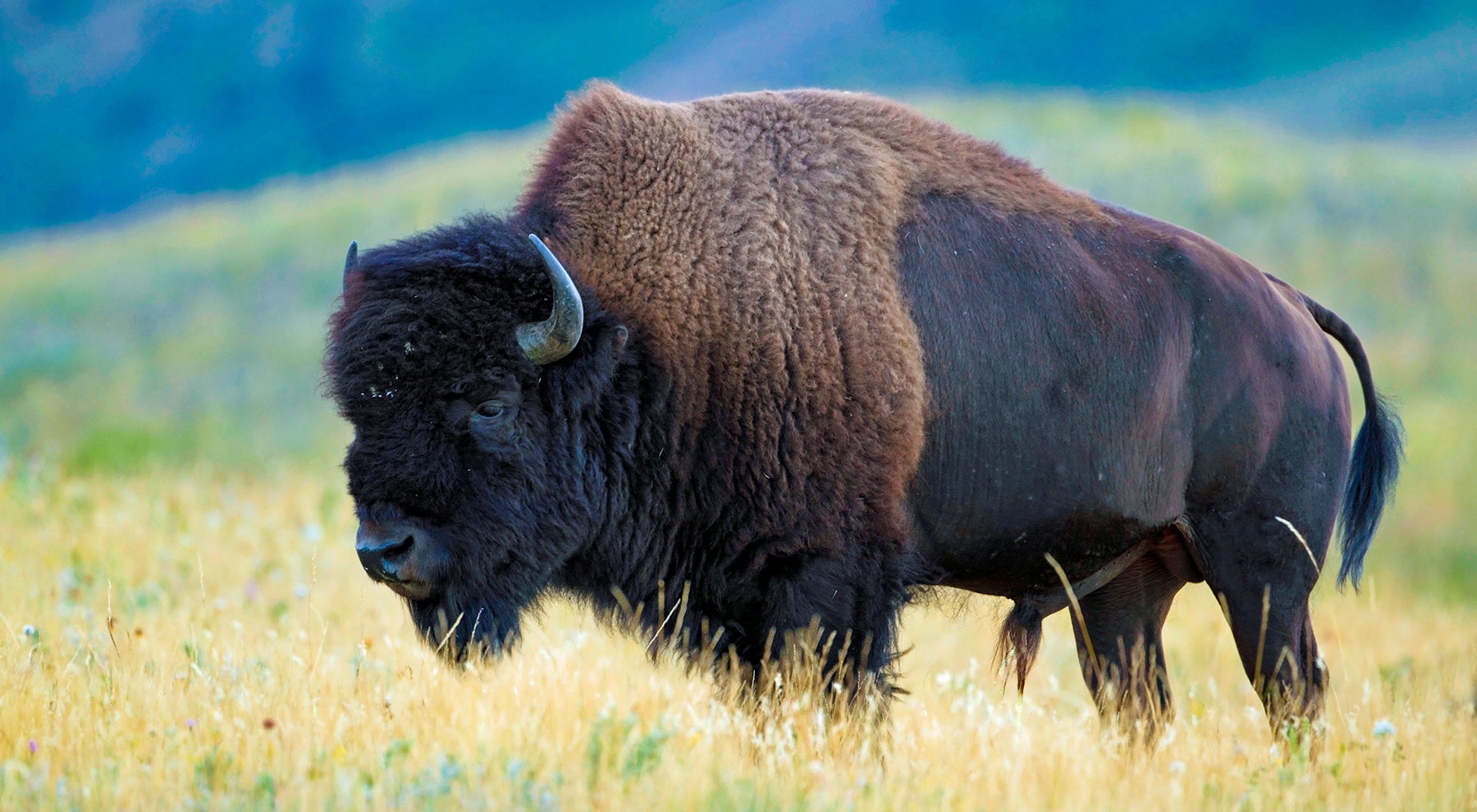 plains bison