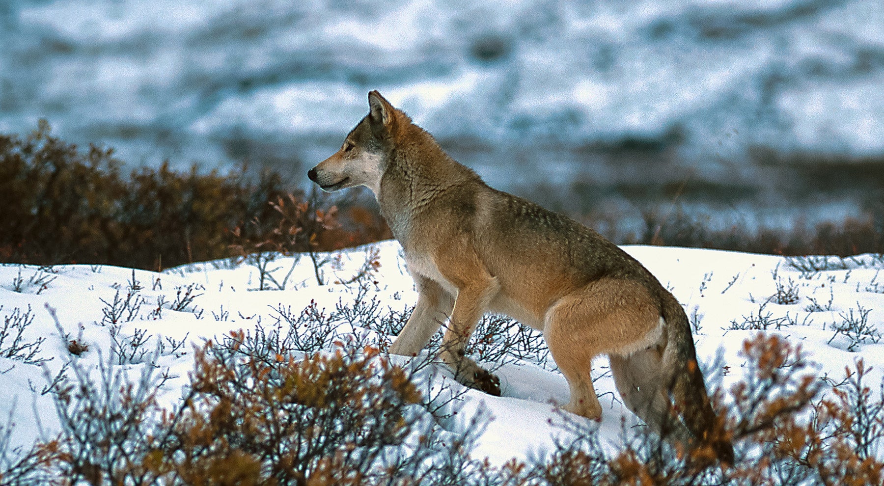 pack of gray wolves hunting