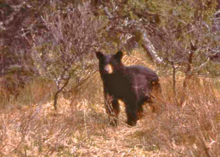 Black bear approaching camp