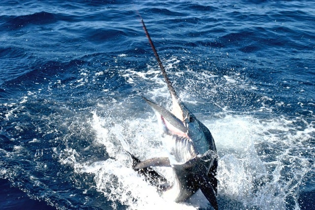 Trolling For Striped Marlin - Hooked Up Magazine