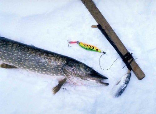 Alaska Rainbow Trout Setup